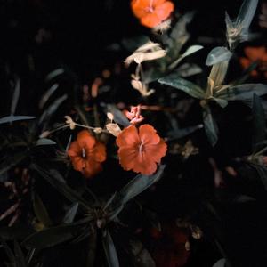 三人游 album art