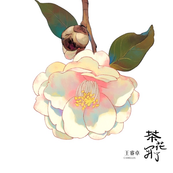 茶花开了 album art